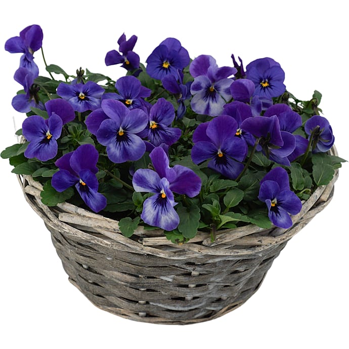 Stedmoderblomster Viola 25 cm kurv