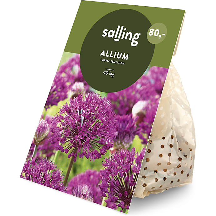 Salling Blomsterløg Prydløg, Purple Sensation 40 løg