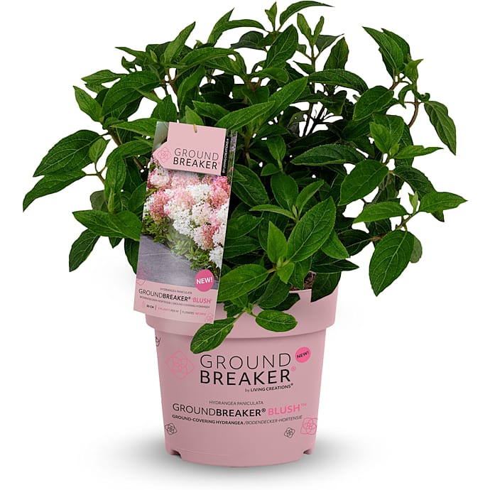 Hortensia Groundbreaker Blush
