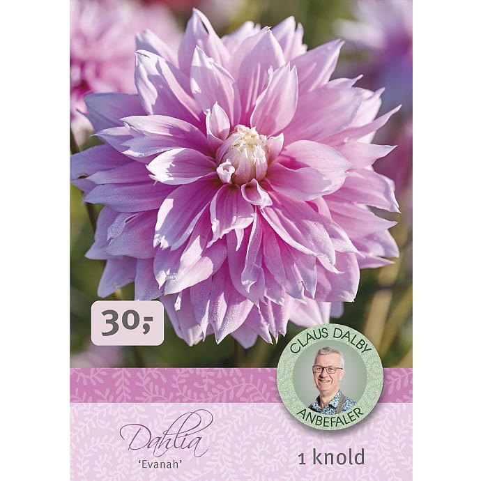 Claus Dalby Dahlia Evanah