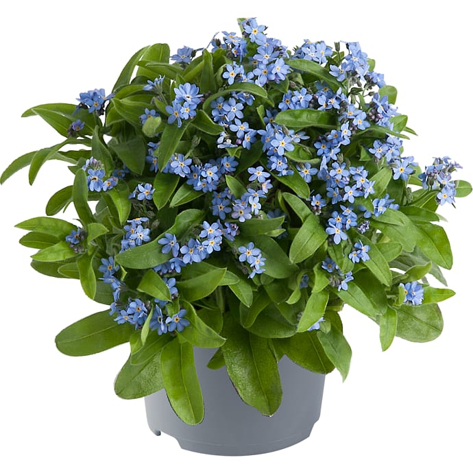 Forglemmigej Myosotis