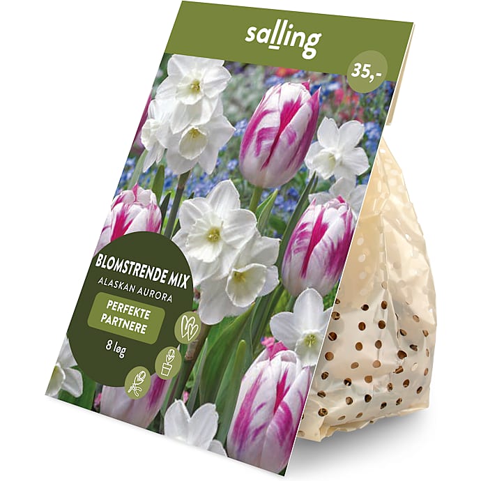 Salling blomsterløg Tulipaner/Påskeliljer Alaskan Aurora 8 løg