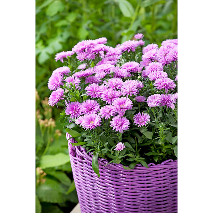Asters