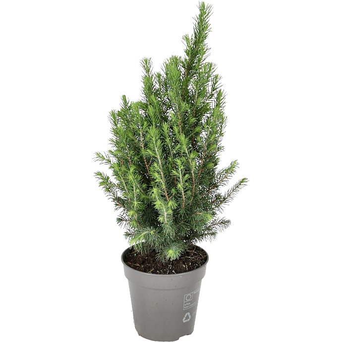 Picea glauca conica