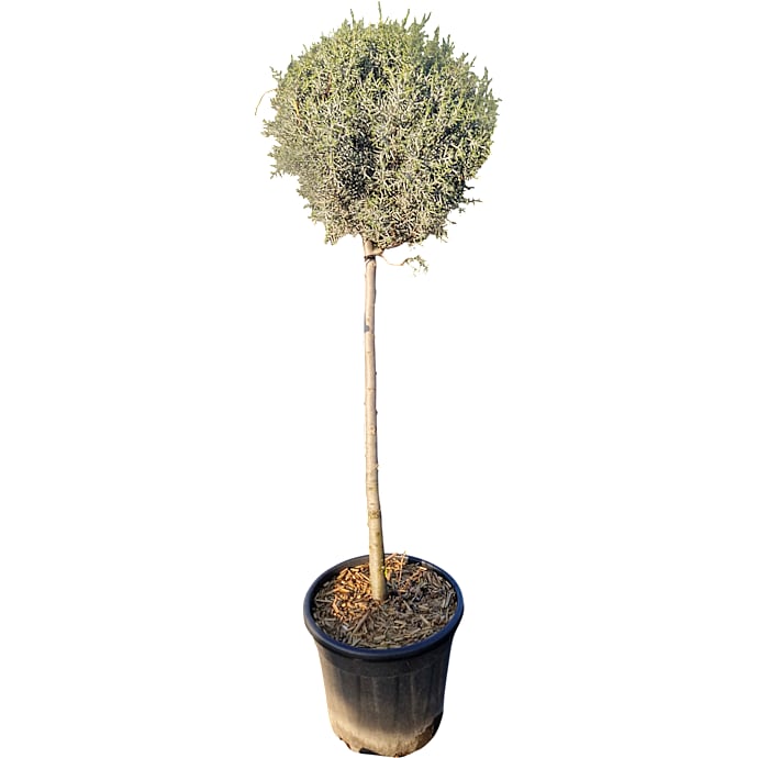Cypres Cupressus arizonica 'Fastigiata' ball 18 liter potte