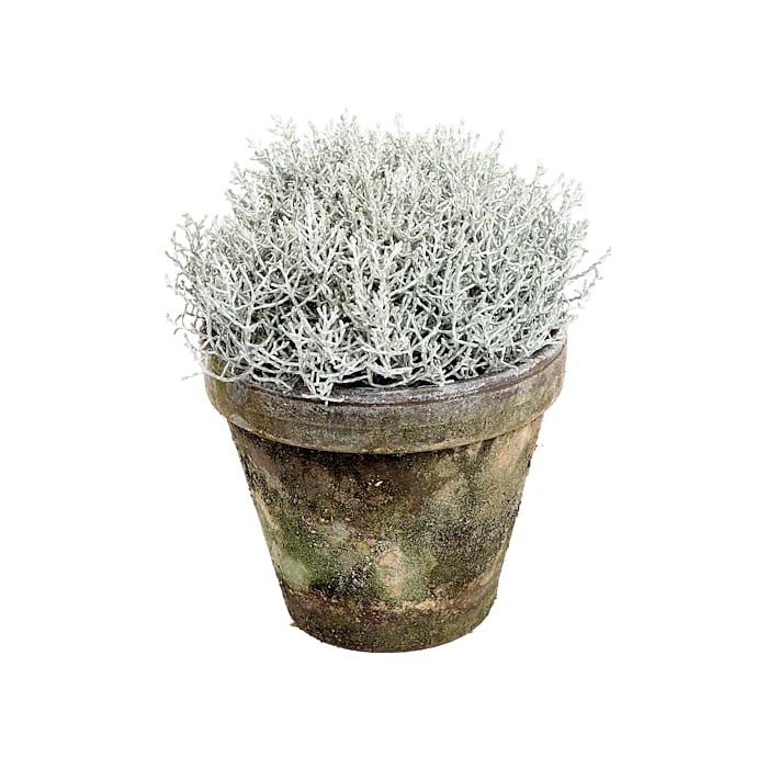 Vindheks, Calocephalus, 10,5 cm potte