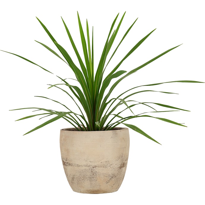 Kålpalme, Cordyline indivisa, 20 cm potte