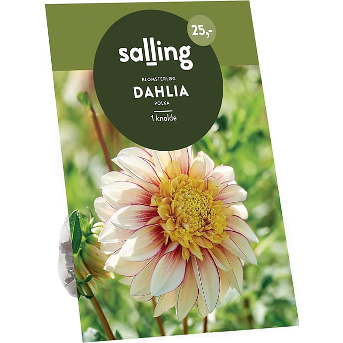 Salling Dahlia Blomsterløg Polka