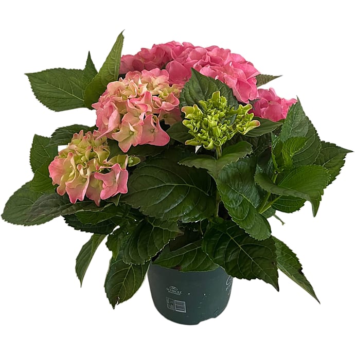 Hortensia