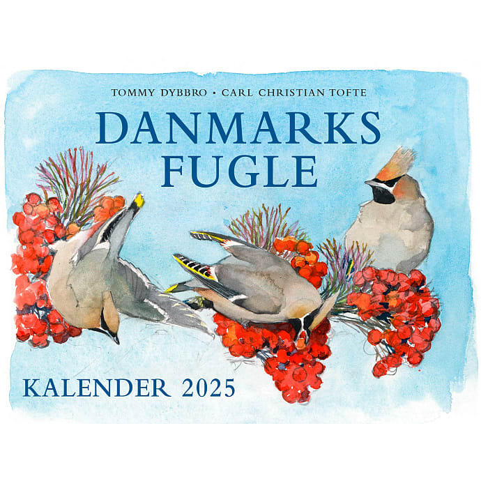Politikens Forlag Danmarks fugle Kalender 2025