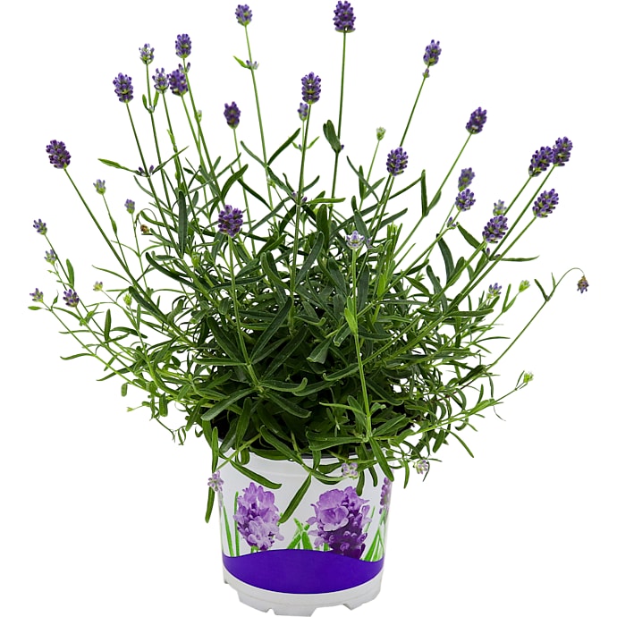 Lavendel Thumbelina Plante