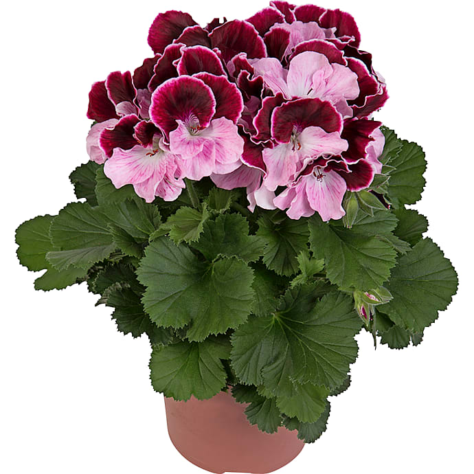 Engelsk pelargonie