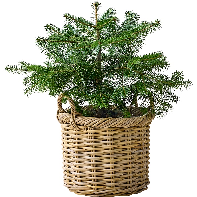 Nordmannstræ, Abies nordmanniana, 19 cm potte