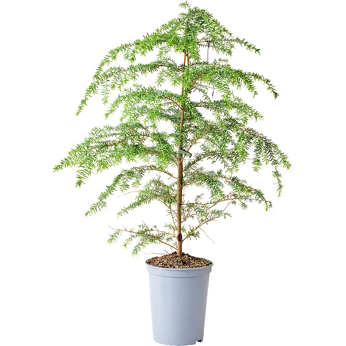 Skarntydegran, Tsuga Hemlock , 19 cm potte.