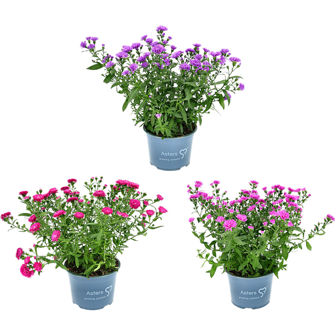 Asters Victoria, 15 cm potte