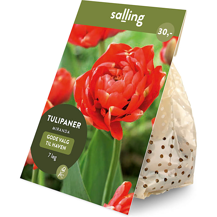 Salling blomsterløg Tulipaner Miranda 7 løg