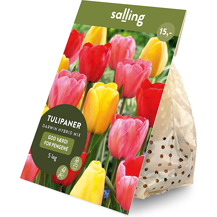 Salling blomsterløg Tulipaner Darwin Hybrid mix 5 løg
