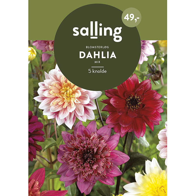 Salling Blomsterløg Dahlia Mix
