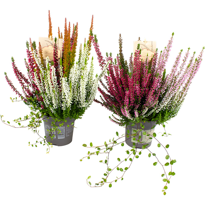 Lyng med muehlenbeckia, heide mix, 11 cm potte