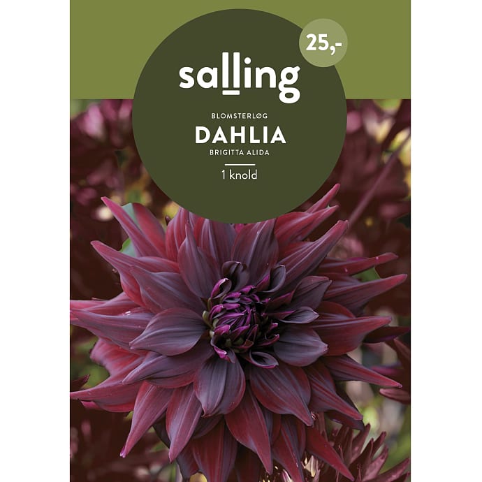 Salling Blomsterløg Dahlia Brigitta Alida
