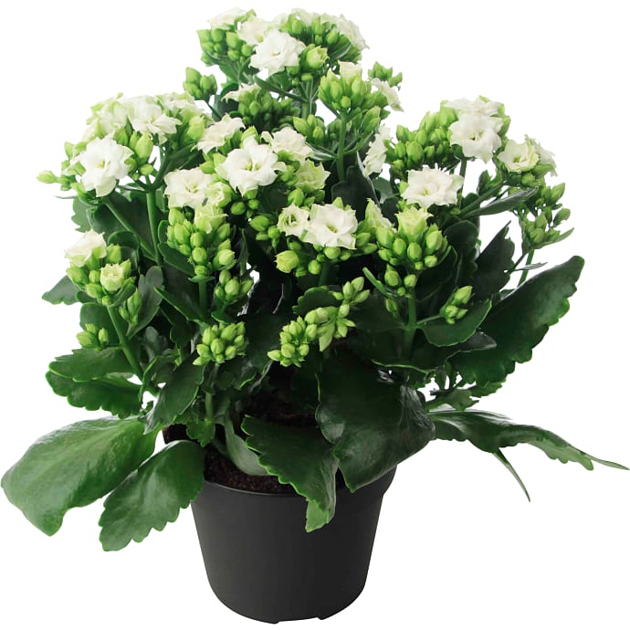 Kalanchoe