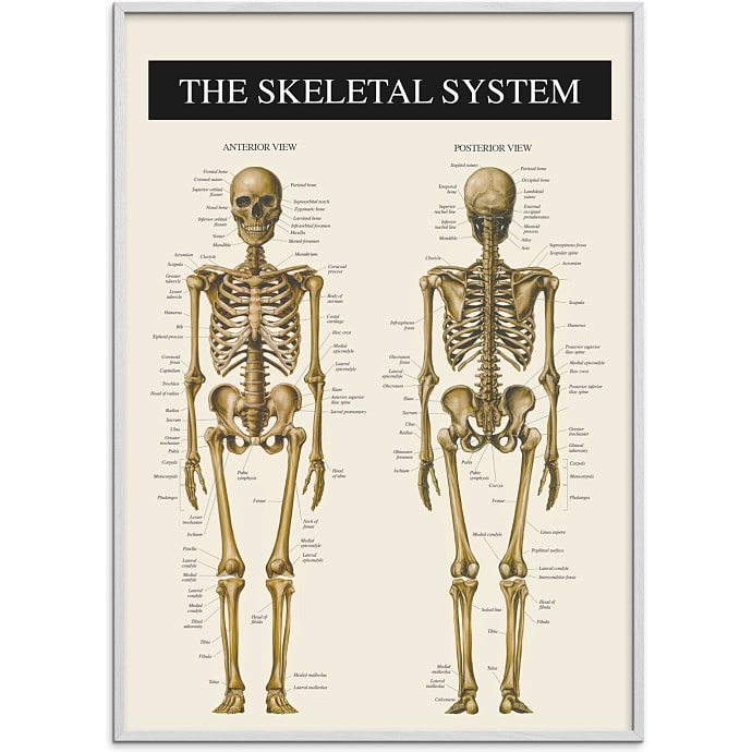 Citatplakat Skelettet 2