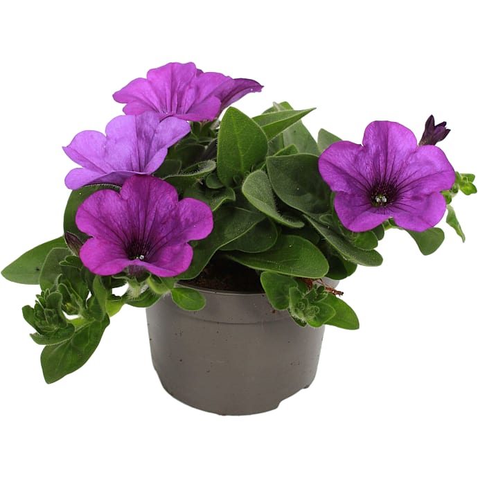 Sommerblomster assorteret