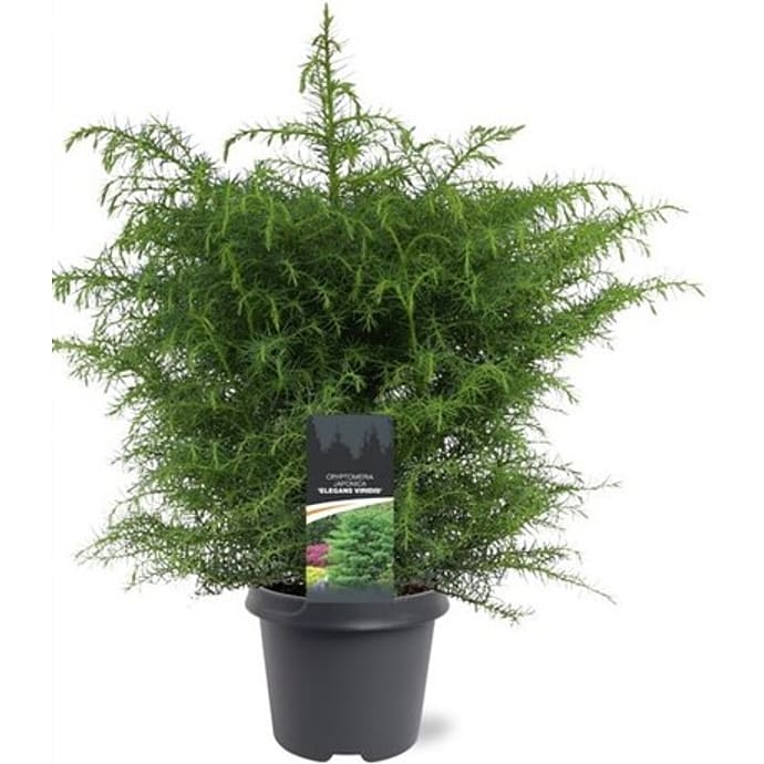 Noviflora Kryptomeria Japonica