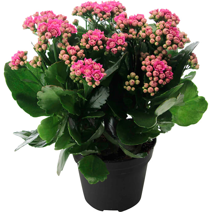 Kalanchoe Pink Stor