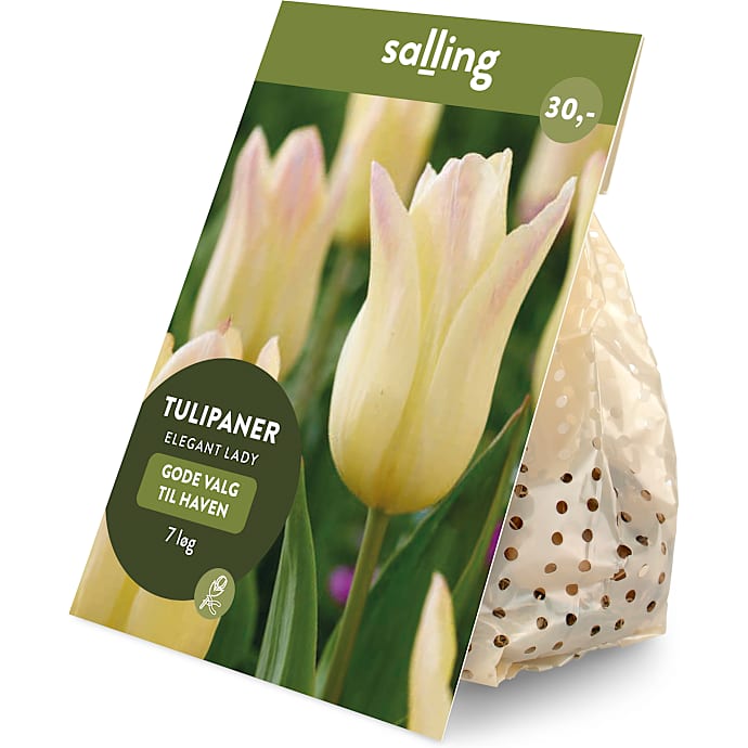 Salling blomsterløg Tulipaner Elegant Lady 7 løg