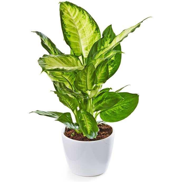 Dieffenbachia Camilla