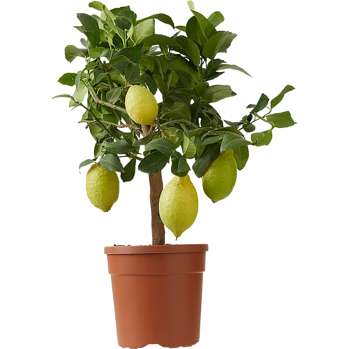 Citrustræ