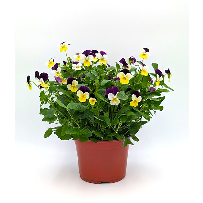 Øko Stedmoderblomst