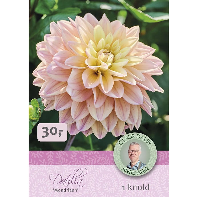 Claus Dalby Dahlia Mondriaan