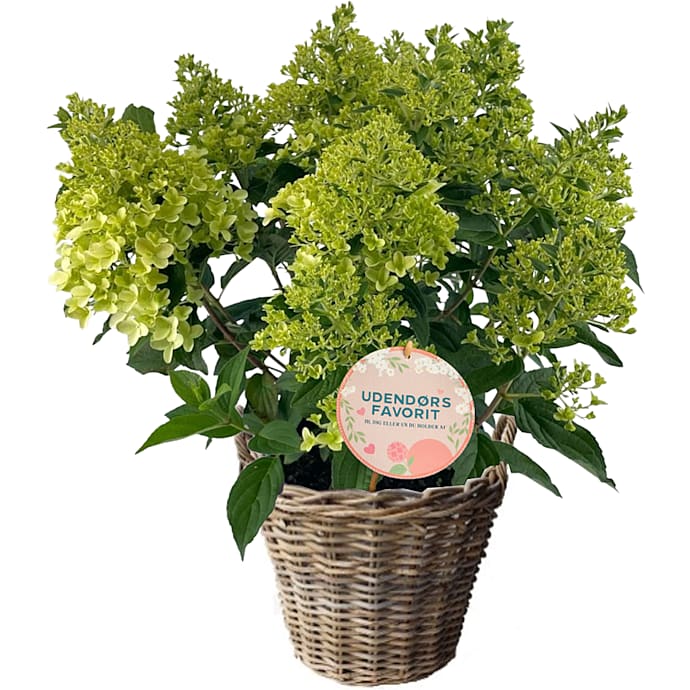 Hortensia paniculata, 30 cm kurv