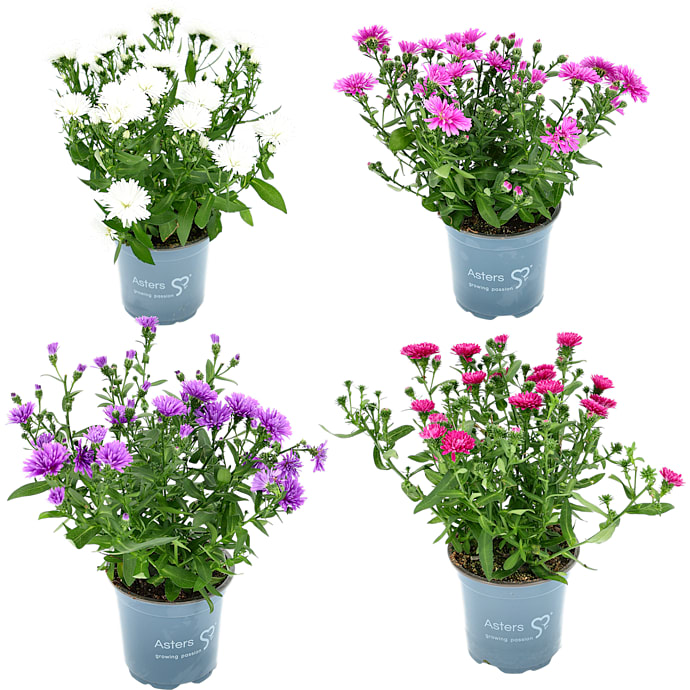 Asters Victoria, 10,5 cm potte