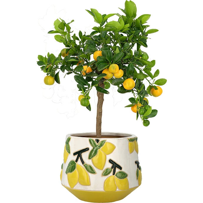 Citrustræ