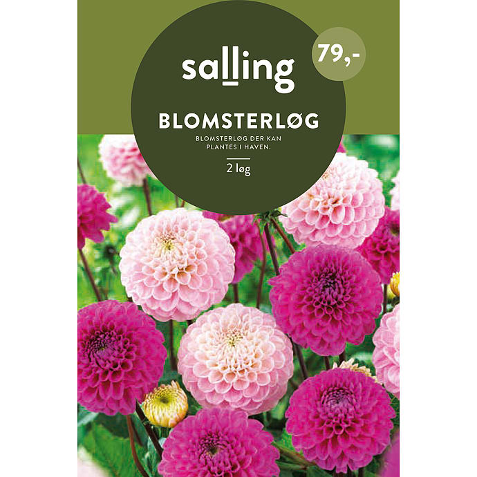 Salling Blomsterløg Dahlia