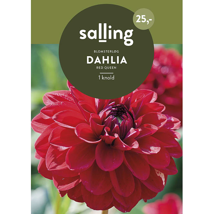 Salling Blomsterløg Dahlia Red Queen
