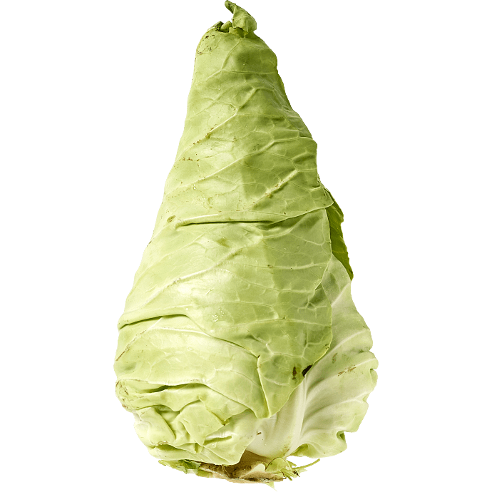 Spidskål