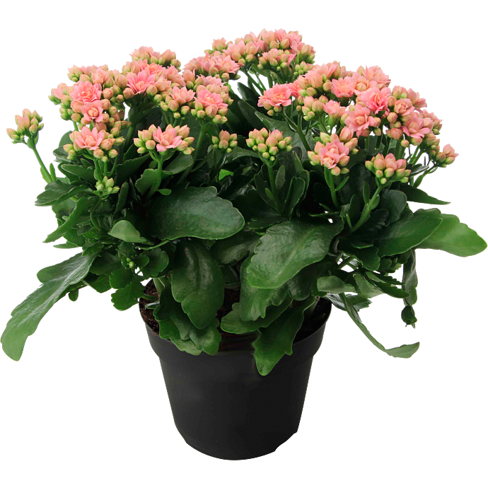 Kalanchoe - rosa