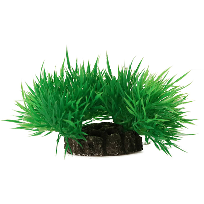 Akvarieplante