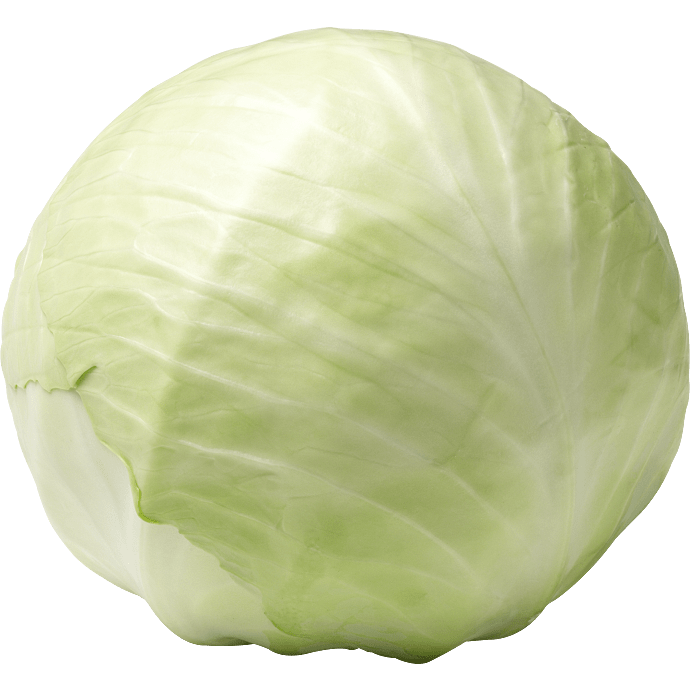 Hvidkål