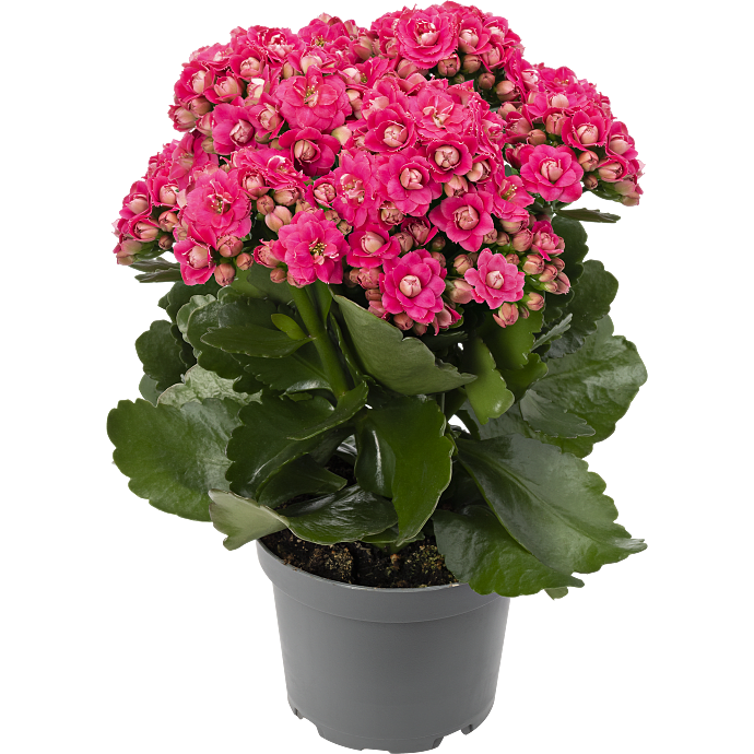 Kalanchoe - pink