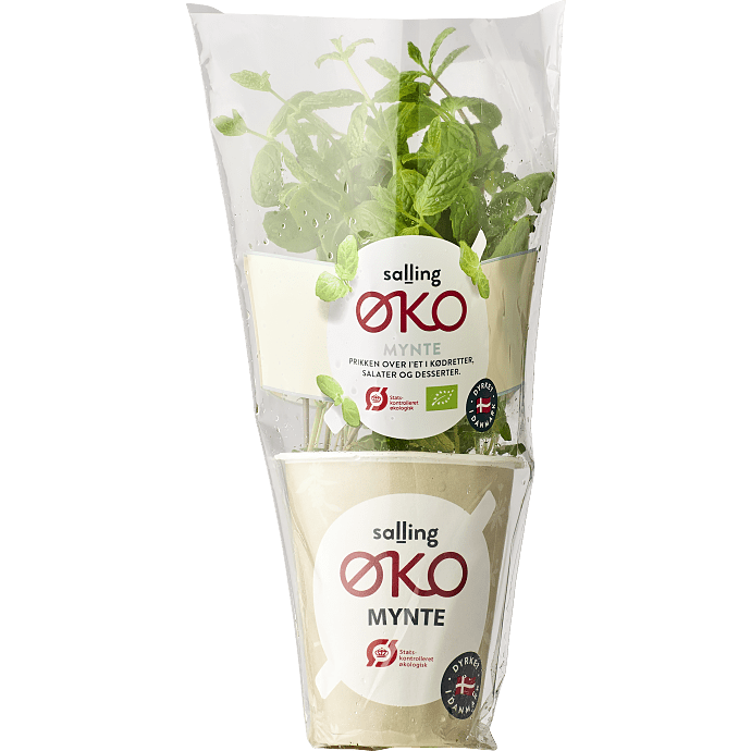 Mynte øko