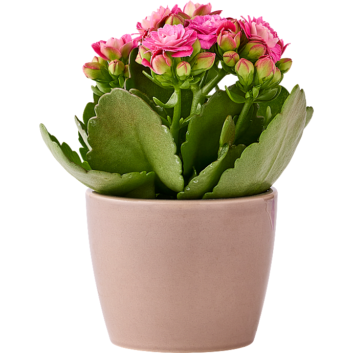 Kalanchoe - pink