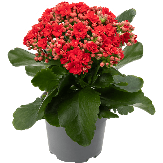 Kalanchoe - rød