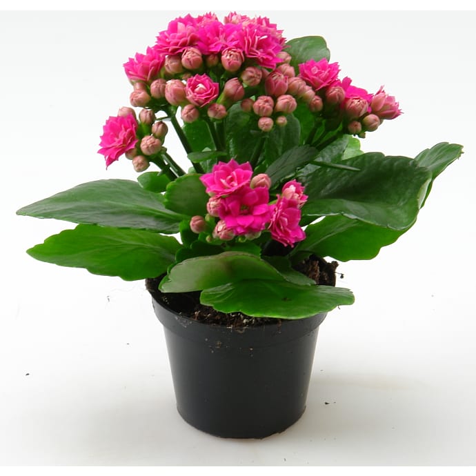Kalanchoe - pink