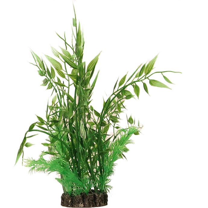 Akvarieplante