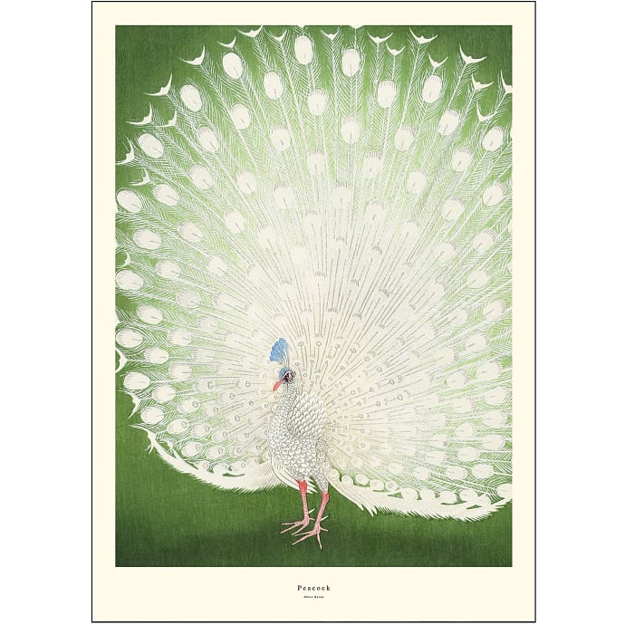 Peacock - 30x40 cm